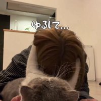 飼い主の頭をつかむ猫