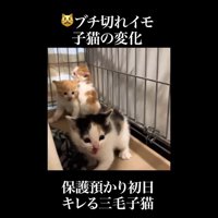 後退しながら威嚇