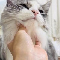飼い主さんに顎を撫でられるサイベリアン