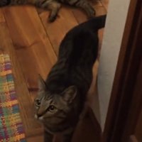 斜め上を見上げる猫