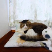 困惑する猫