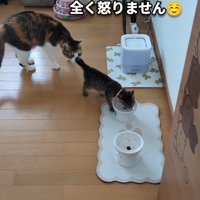 子猫の後ろにいる三毛猫