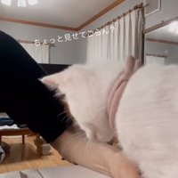 見たい