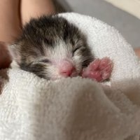 赤ちゃん猫の肉球