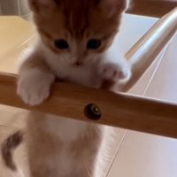 登りたい猫