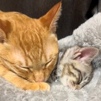 茶トラ猫と一緒に寝る子猫