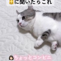 床にごろんと転がる猫