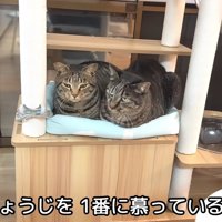 二匹でくっついて座っている猫