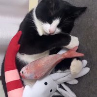 おもちゃを胸に眠る黒白猫