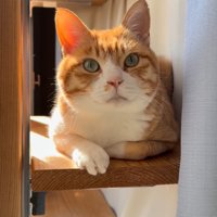 ステップに座る猫