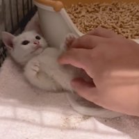 お腹を見せる子猫