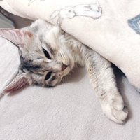 眠そうな猫