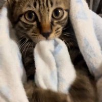 毛布をくわえる子猫