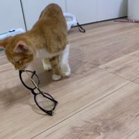 メガネの端を口に咥える子猫