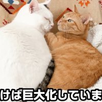 くっついて寝ている二匹の猫