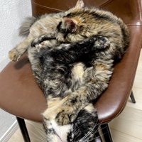 サビ模様が重なり合って、体の境界が分からなくなっている2匹の猫