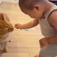 猫におやつをあげる赤ちゃん