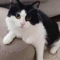 白黒模様の猫