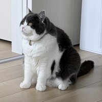 座る猫
