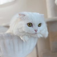 ハンモックにいる白猫1