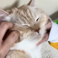 顔を撫でられて目を瞑っている猫のアップ