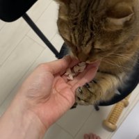 飼い主さんの手に左前足を添える猫ちゃん