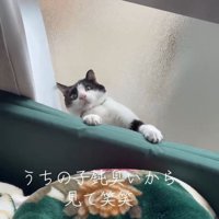 隙間から出ようとする猫さん