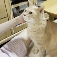 右頬を撫でてもらう猫ちゃん