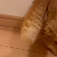 逆立ったしっぽのアップ