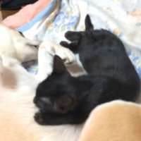 布団の上で寝る子猫と犬