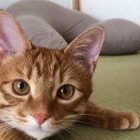 カメラを狙う猫