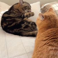 毛づくろい