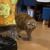 背中を丸めて飼い主の方を見つめる茶トラ猫