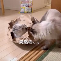 近づいてきた猫