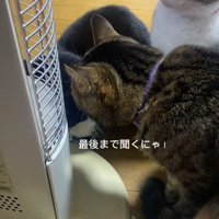 集まっている3匹の猫