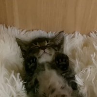 目を閉じて眠るもこくんの顔