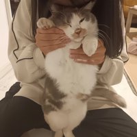 後ろ足で立たされる猫