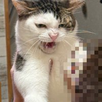 抱えられている猫
