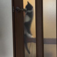 ドアノブに足をかける猫