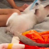 猫じゃらしを前足で掴む子猫
