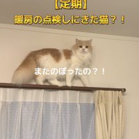 カーテンレールの上に乗る猫