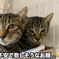 くっつく2匹の子猫