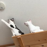 紐に手を伸ばす猫