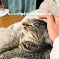 飼い主に撫でられて目を瞑る猫