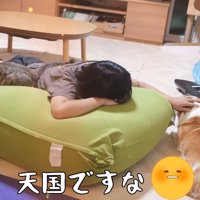 寝転がる猫と犬