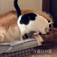 犬にすり寄っている猫