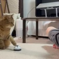 左前足でタッチ