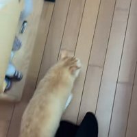 飼い主さんを追い抜く茶白猫