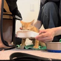 ごはんを食べる子猫