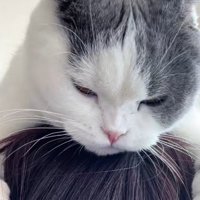 飼い主の頭の上で眠り始める猫